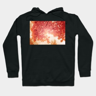 Soft red maple leaves in autumn season Hoodie